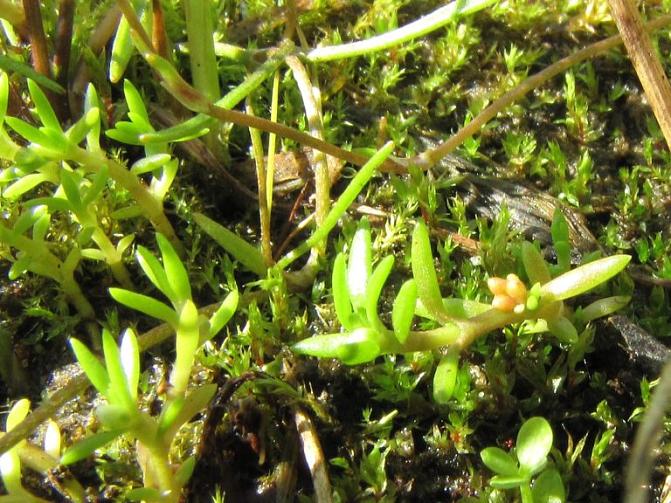 Kuvassa on vesipaunikko