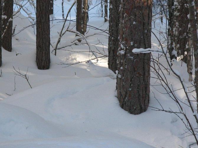 Kuvassa on riekon jäljet hangella.