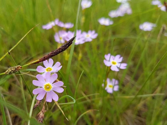 Kuvassa on ruijannuokkuesikko