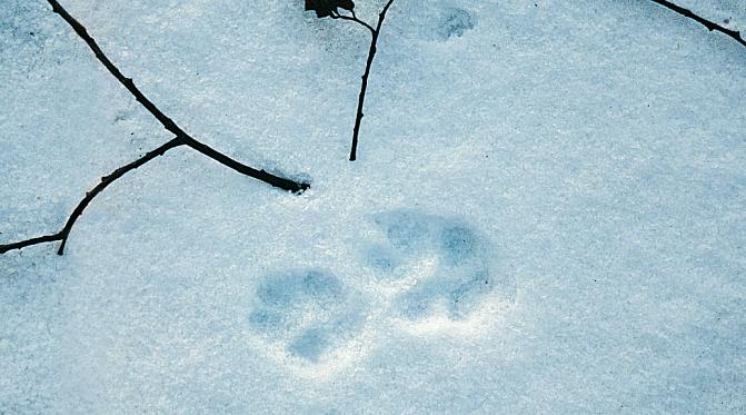 Kuvassa on ketun jäljet hangella