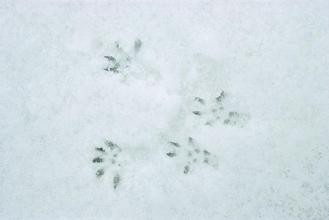 Kuvassa on oravan jäljet nuoskalumessa.