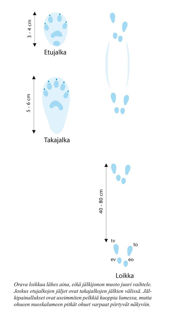 Kuvassa on piirrettynä oravan jäljet.