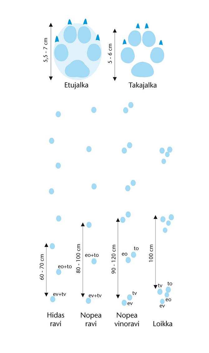Kuvassa on piirrettynä ketun jälki