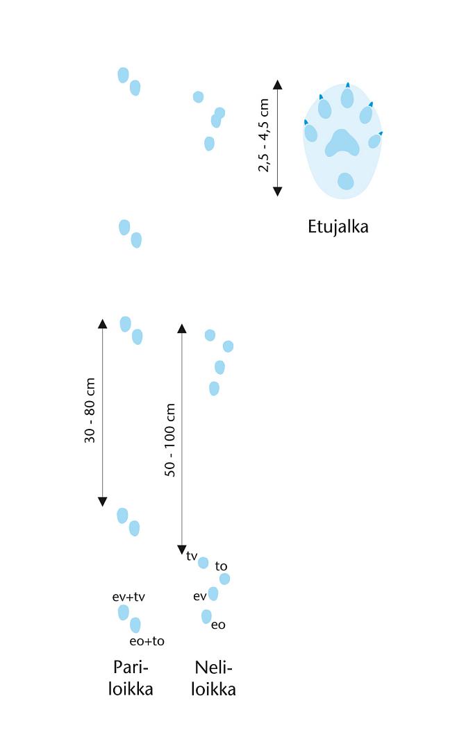 Kuvassa on piirrettynä saukon käyntijälki