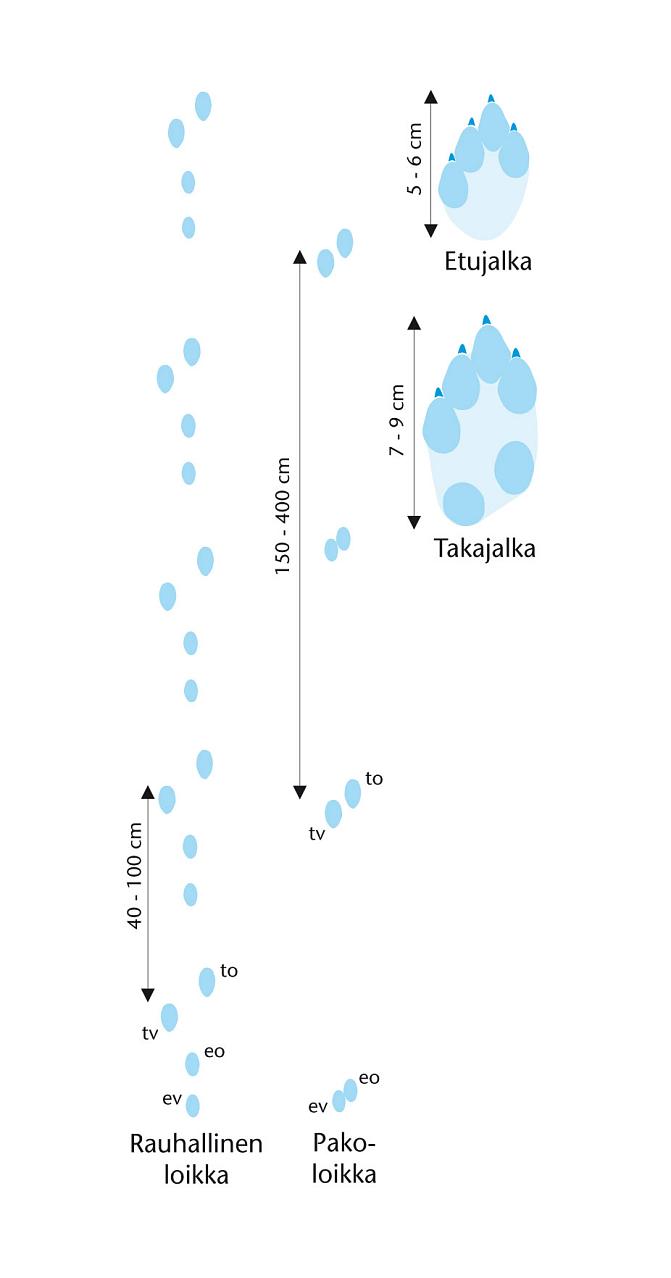 Kuvassa on piirrettynä rusakon jälki