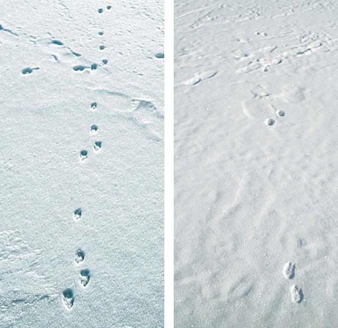 Kuvassa on rusakon loikkajäljet hangella