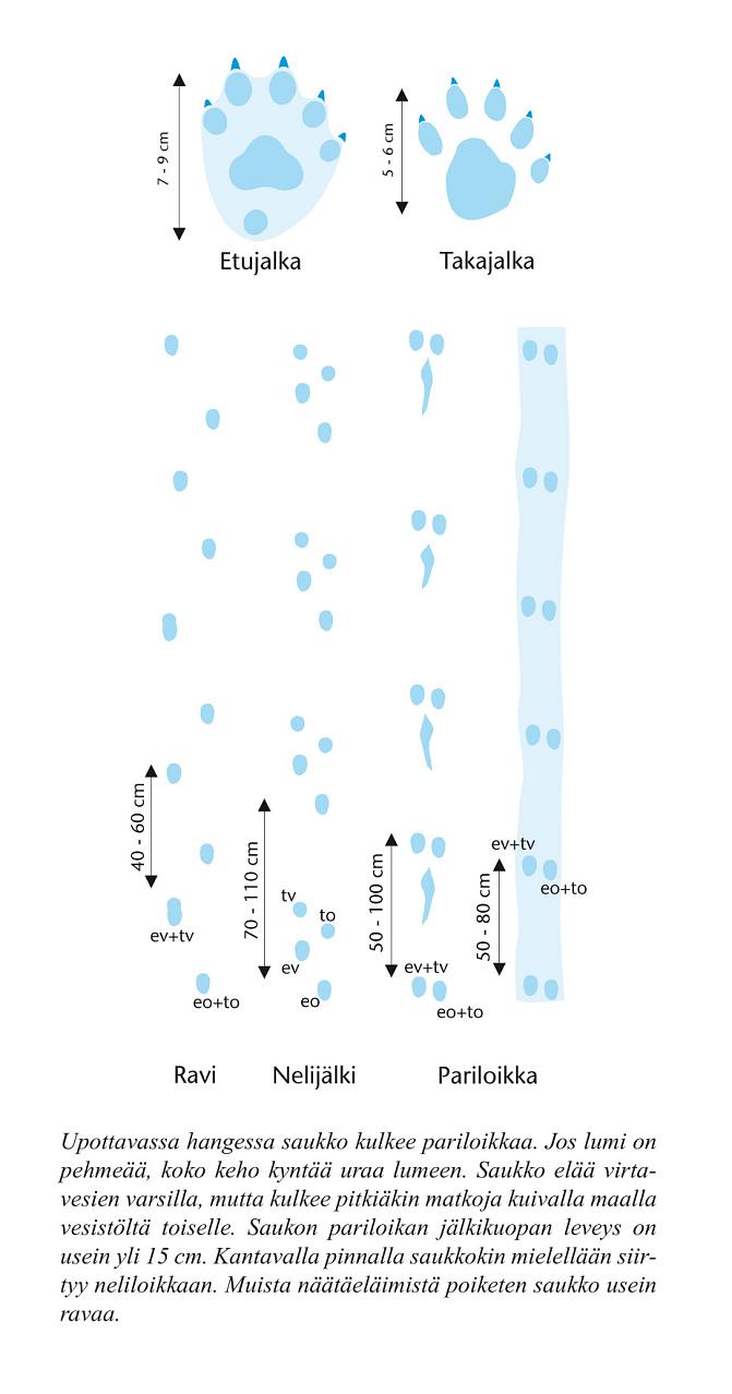 Kuvassa on piirrettynä saukon jäljet.