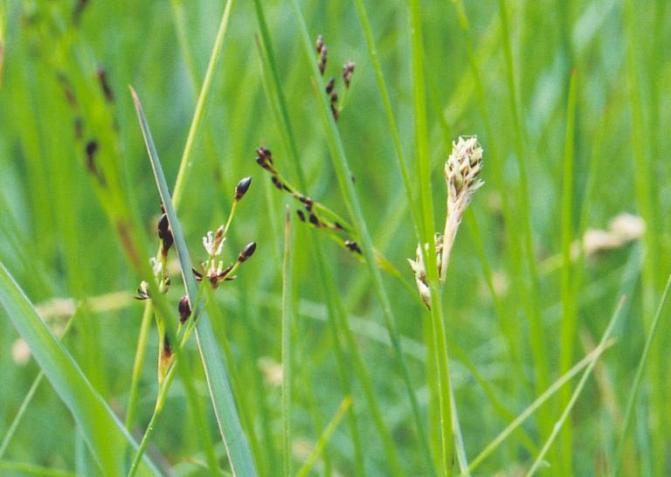 Kuvassa on somersara