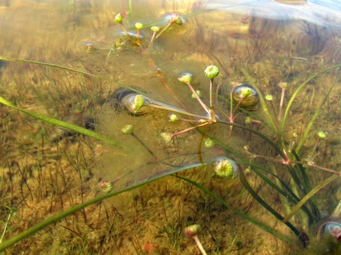 Kuvassa on upossarpio