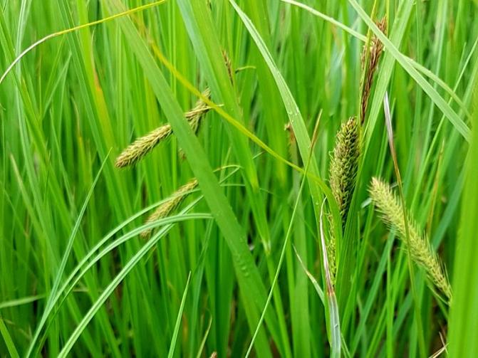 Kuvassa on vihnesara