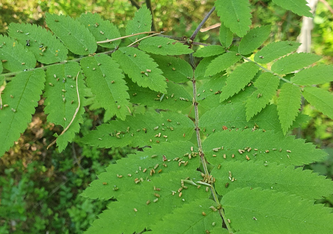 Röda tallstekellarvers avföring på rönnblad. 