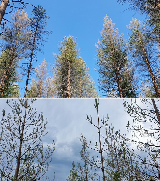 . Kraftig barrförlust orsakad av röda tallstekellarver 