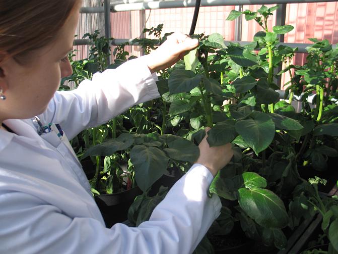 Tutkija pitää käsissään perunan maanpäällistä kasviosaa. Kuva on otettu hänen oikean olkapään takaa ja auringonvalo osuu hänen käsiinsä. 