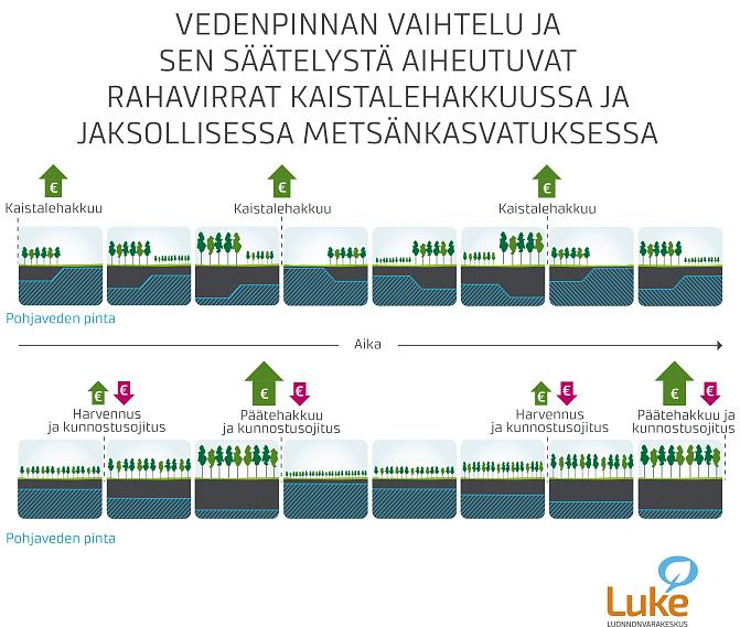 Infograafi, jossa esitetään vedenpinnan vaihtelu ja sen säätelystä aiheutuvat rahavirrat kaistalehakkuuussa ja jaksollisessa metsänkasvatuksessa. 