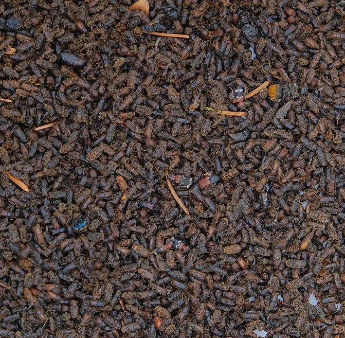 Kuvassa näkyy kirjanpainajia