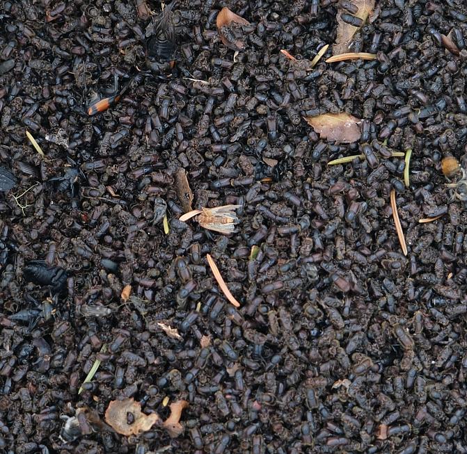 Kuvassa näkyy kirjanpainajia