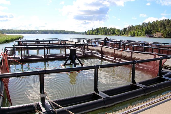 Merikasvatuksen altaat vedessä, taustalla puisia saaria, taivas poutainen.