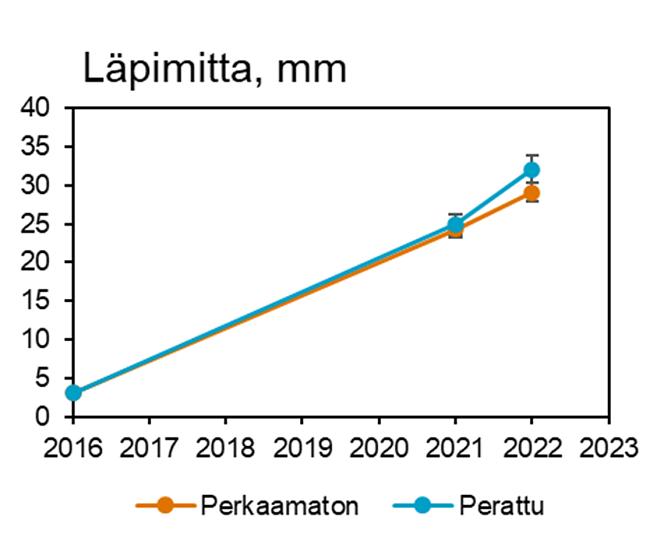 Heinäkuun puolivälissä 2022 tehty varhaisperkaus lisäsi kuusen taimien läpimittakasvua välittömästi käsittelyn jälkeen perkaamattomaan käsittelyyn.