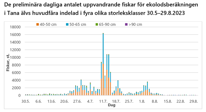 De preliminära dagliga antalet uppvandrande fiskar för ekolodsberäkningen i Tana älvs huvudfåra indelad i fyra olika storleksklasser 30.5–29.8.2023