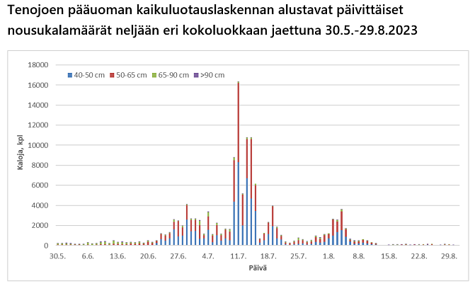 Tenojoen pääuoman kaikuluotauslaskennan alustavat päivittäiset nousukalamäärät neljään eri kokoluokkaan jaettuna 30.5.-29.8.2023