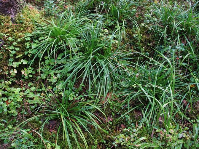 Heinämäisiä lajeja lehtipuuvaltaisessa metsässä.