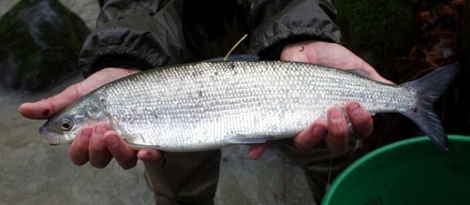 Kalasaalis käsissä