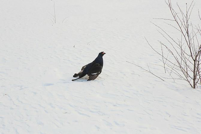 Metsäkanalintu lumessa