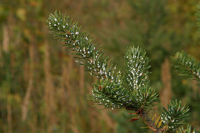 Vioittuneita kuusenneulasia