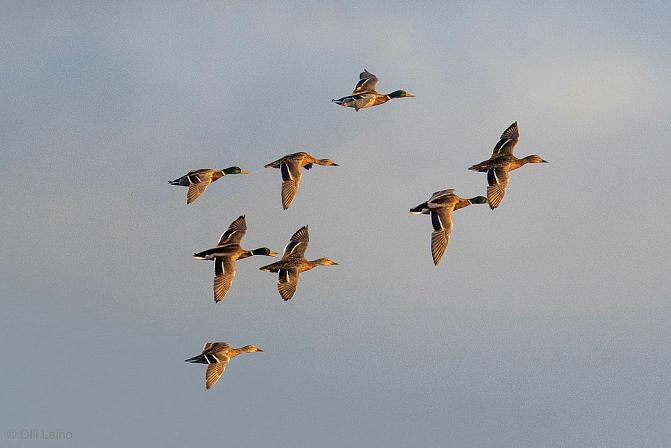 Vesilintuja lentämässä