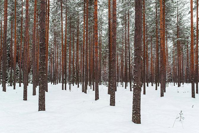 puunrunkoja metsässä