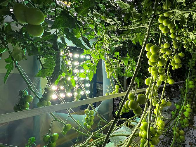Imaging platform for plants is lightning green tomatoes in the front.