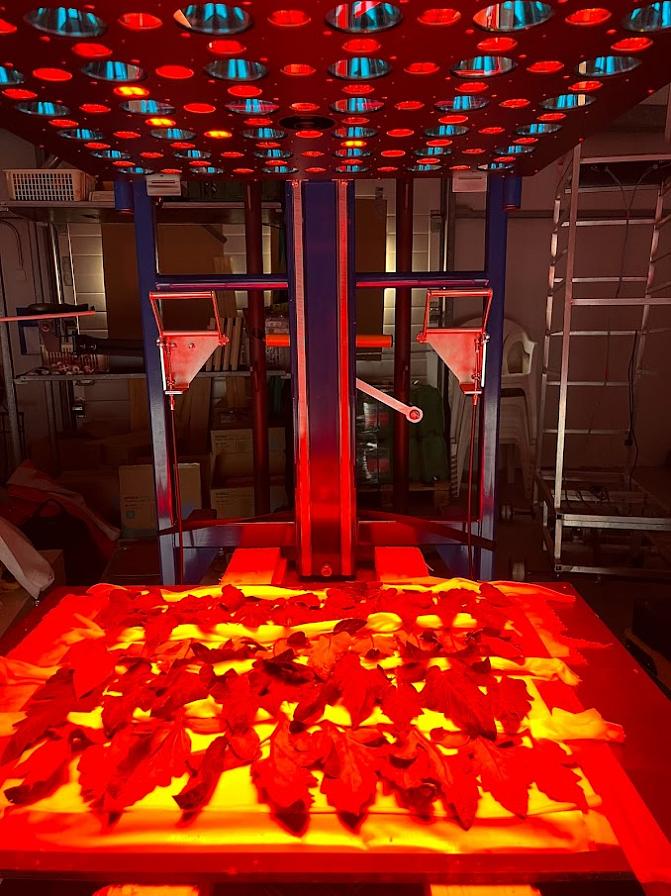 Mätning av klorofyllfluorescens, traditionell avbildning uppifrån och ned