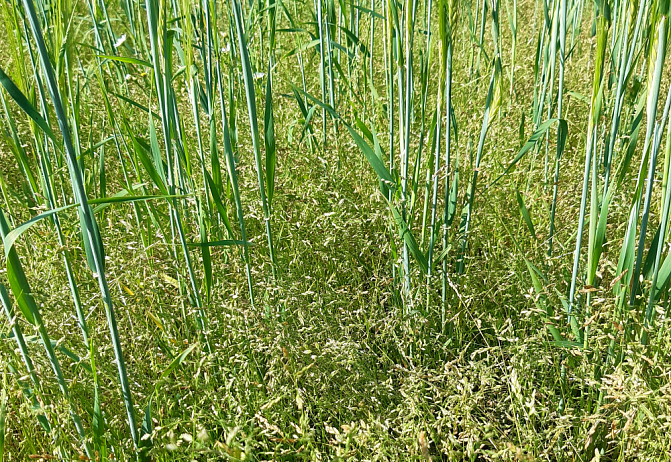 Kylänurmikka-rikkakasvia kasvaa viljan seassa.