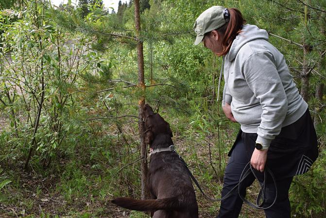 Ruskea labradorinnoutaja haistelee mäyntyä, ja ohjaaja tarkkailee vieressä.
