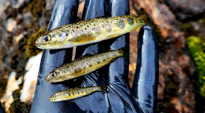 Laxyngel i olika åldrar från Torne älv, den understa är ensomrig. 