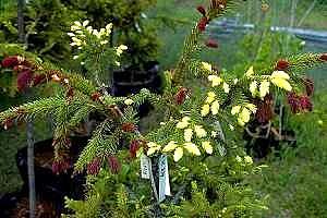 Kultakuusi ja purppurakuusi vartettuna samaan perusrunkoon