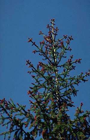 Purppurakuusen latva