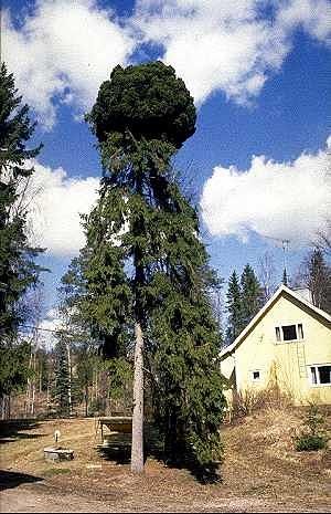 Pallolatva- eli tuulenpesäkuusi