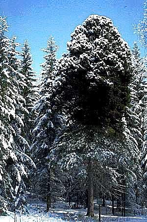 Suuri tuulenpesäkuusi