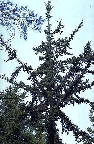 Sikermäkuusen oksistoa