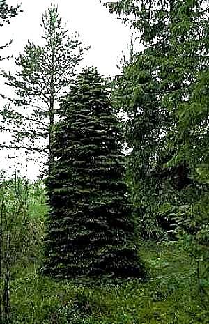 Kääpiokasvuinen kuusi