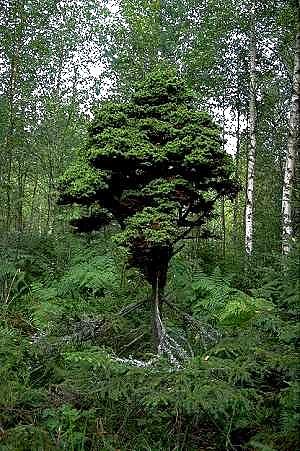 Erikoinen kääpiökuusi