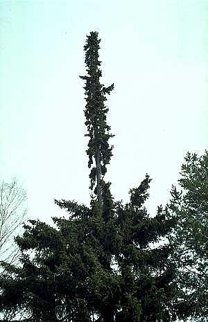 Kaksimuotoinen surukuusi