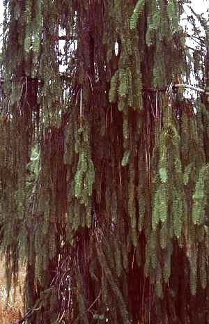 Käärmekuusen oksia