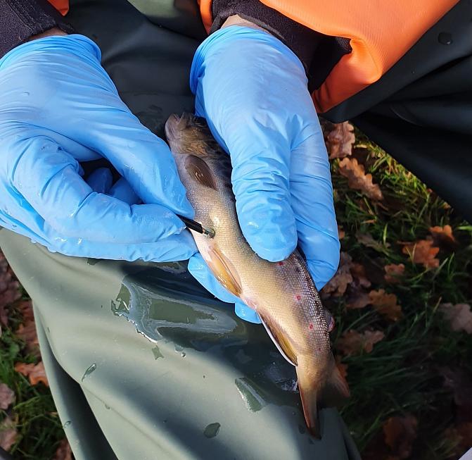 Taimenen PIT-merkintä