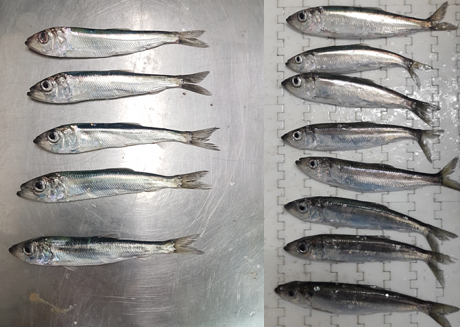 Vasemmalla laihoja silakoita, pyydetty vuonna 2021. Oikealla hyväkuntoisia silakoita, pyydetty vuonna 2023.