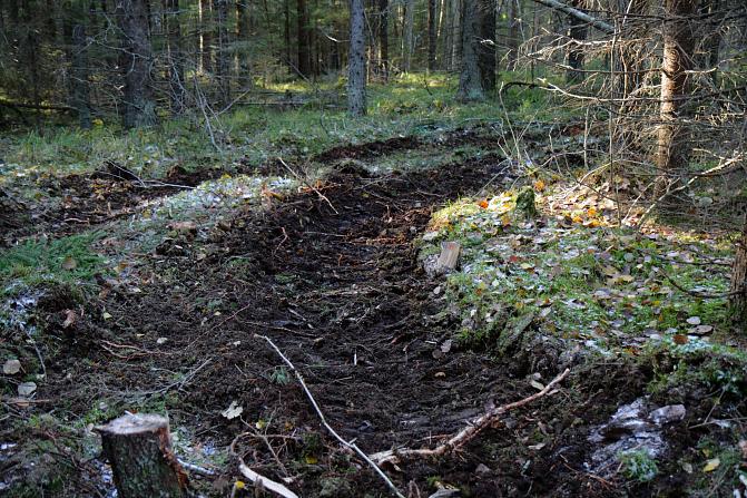 Metsäkoneen ajoura kaarteena metsämaassa.