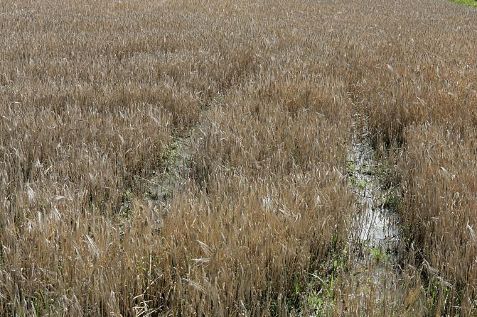 Kosteuden vaivaama viljapelto.