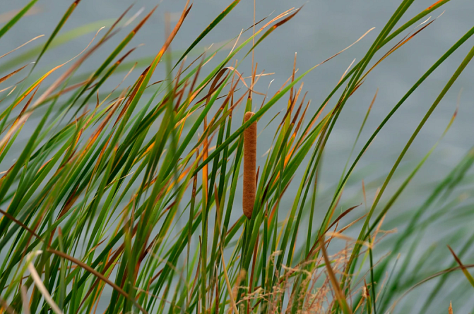 Kuvassa on osmankäämiä.