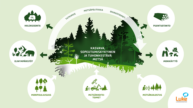Infograafi, joka kuvaa, mitkä tekijät vaikuttavat metsän kasvuun. Kuvan keskellä on metsä, josta tulee erilaisia palveluita ja johon kohdistetaan erilaisia toimenpiteitä.